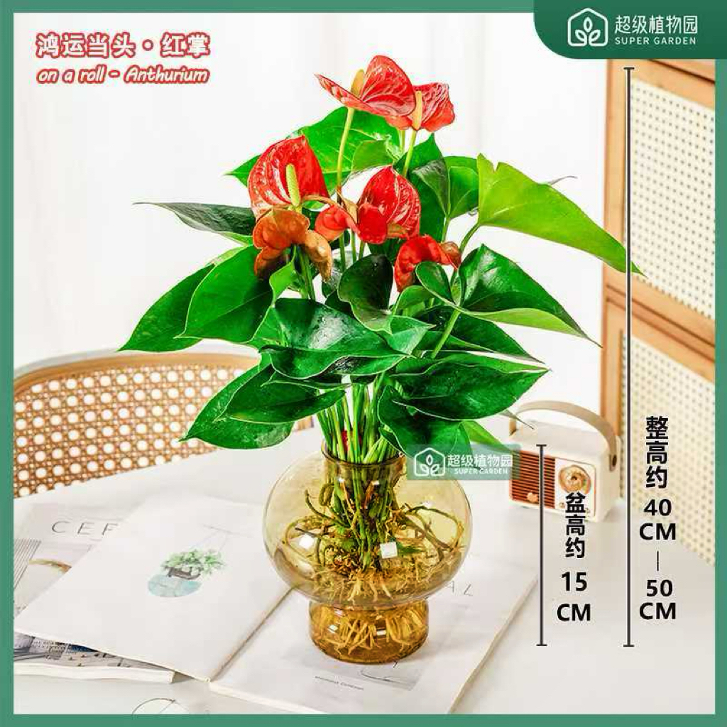 【带花发货】红掌水培花卉绿植室内盆栽客厅办公室好养易活四季开花