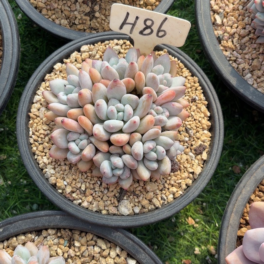 淡***86fghjjkjjjjjjjj多肉