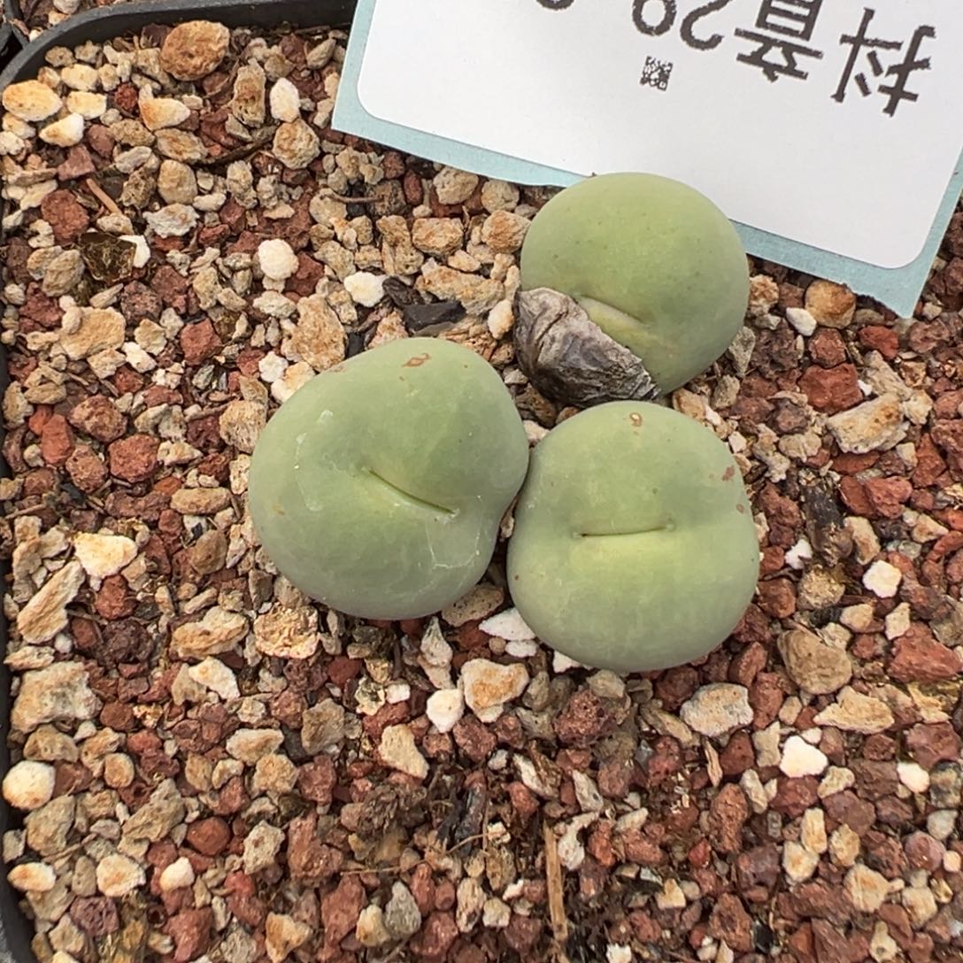 佛***怀29-226肉锥多肉植物