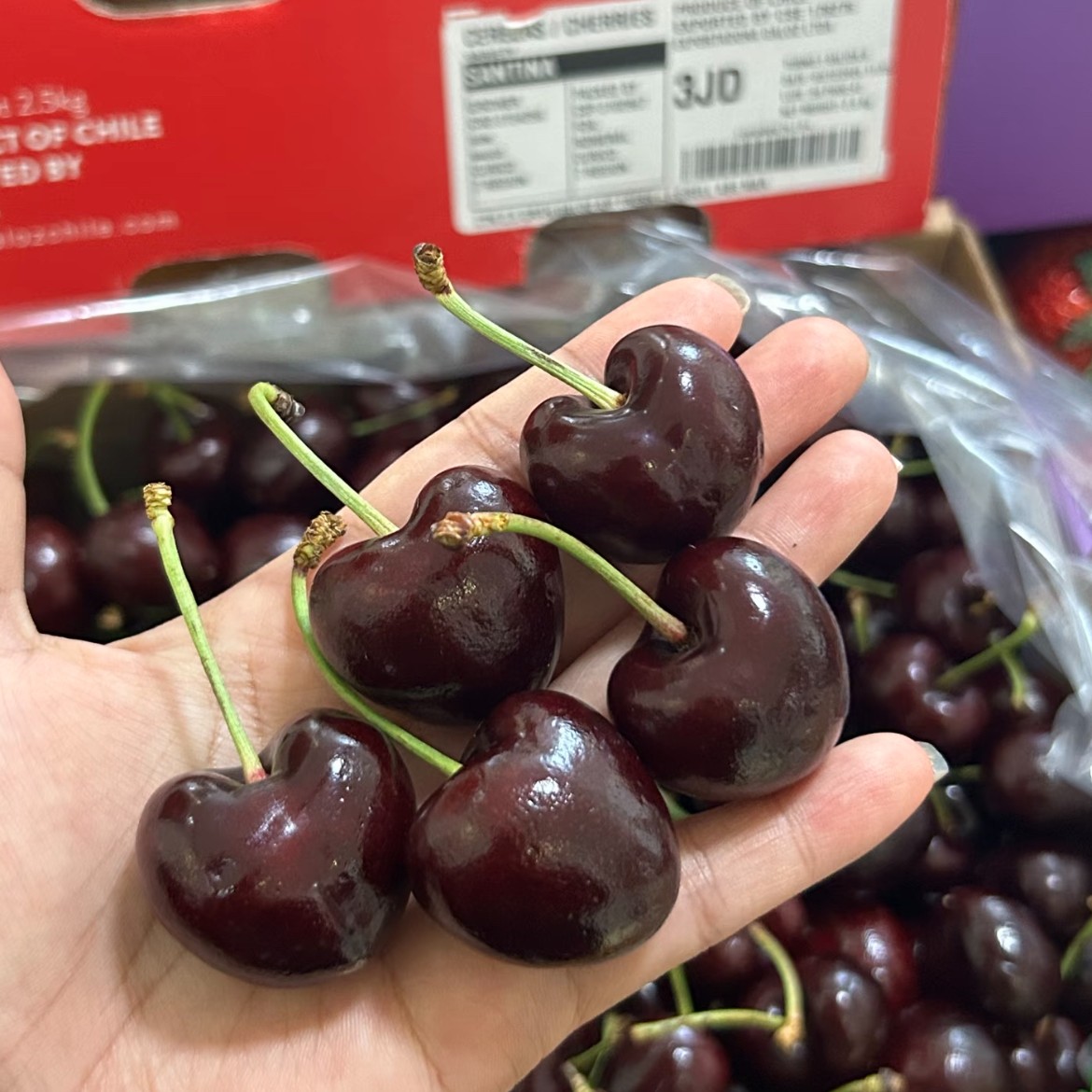 海运桑缇娜车厘子3JD500g智利