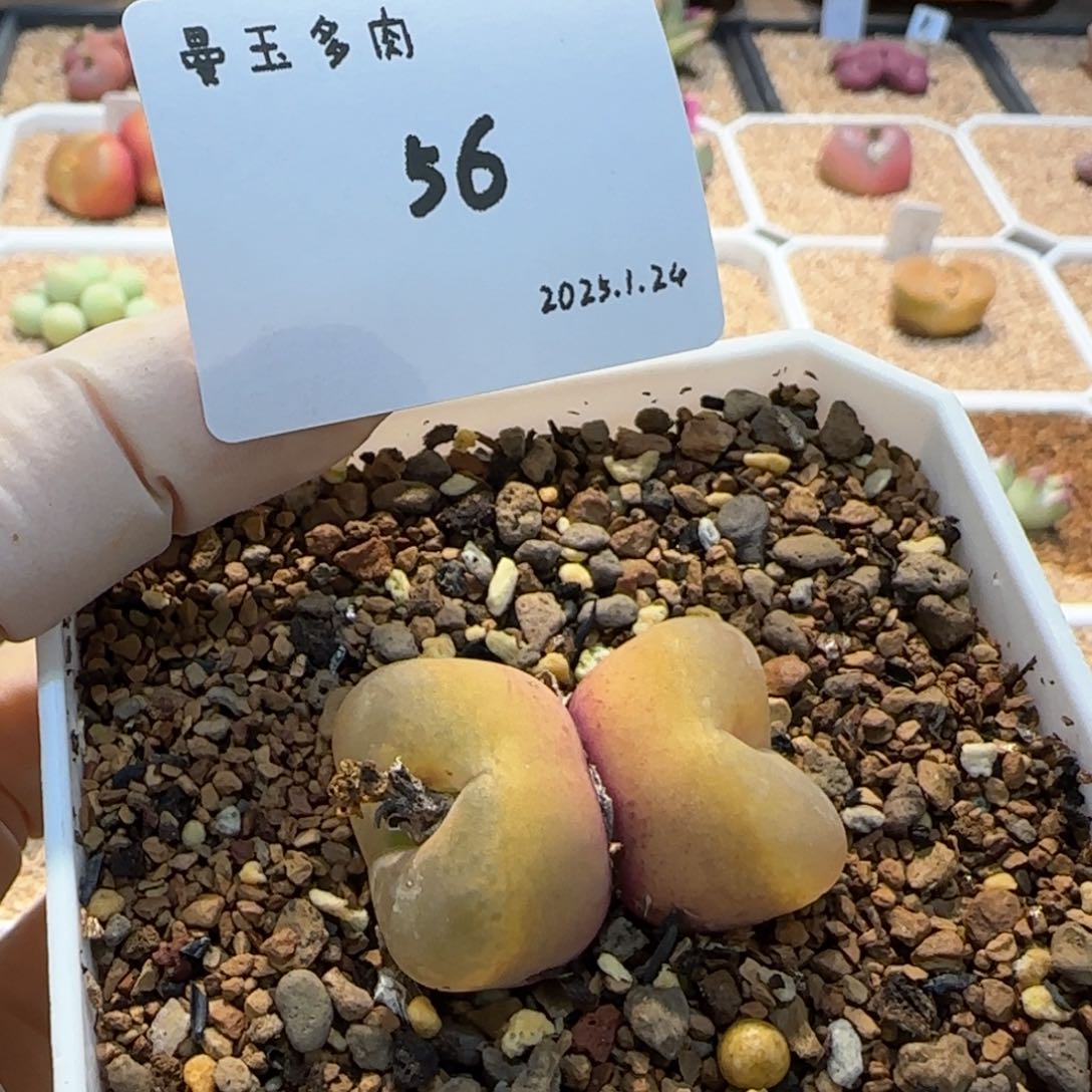 多肉多肉多肉1.24-056