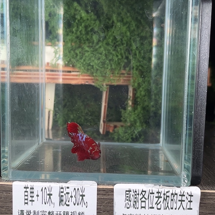 斗鱼活体不退不换谢谢