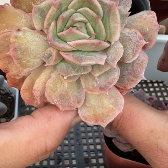 95昂斯诺石化一物一拍多肉