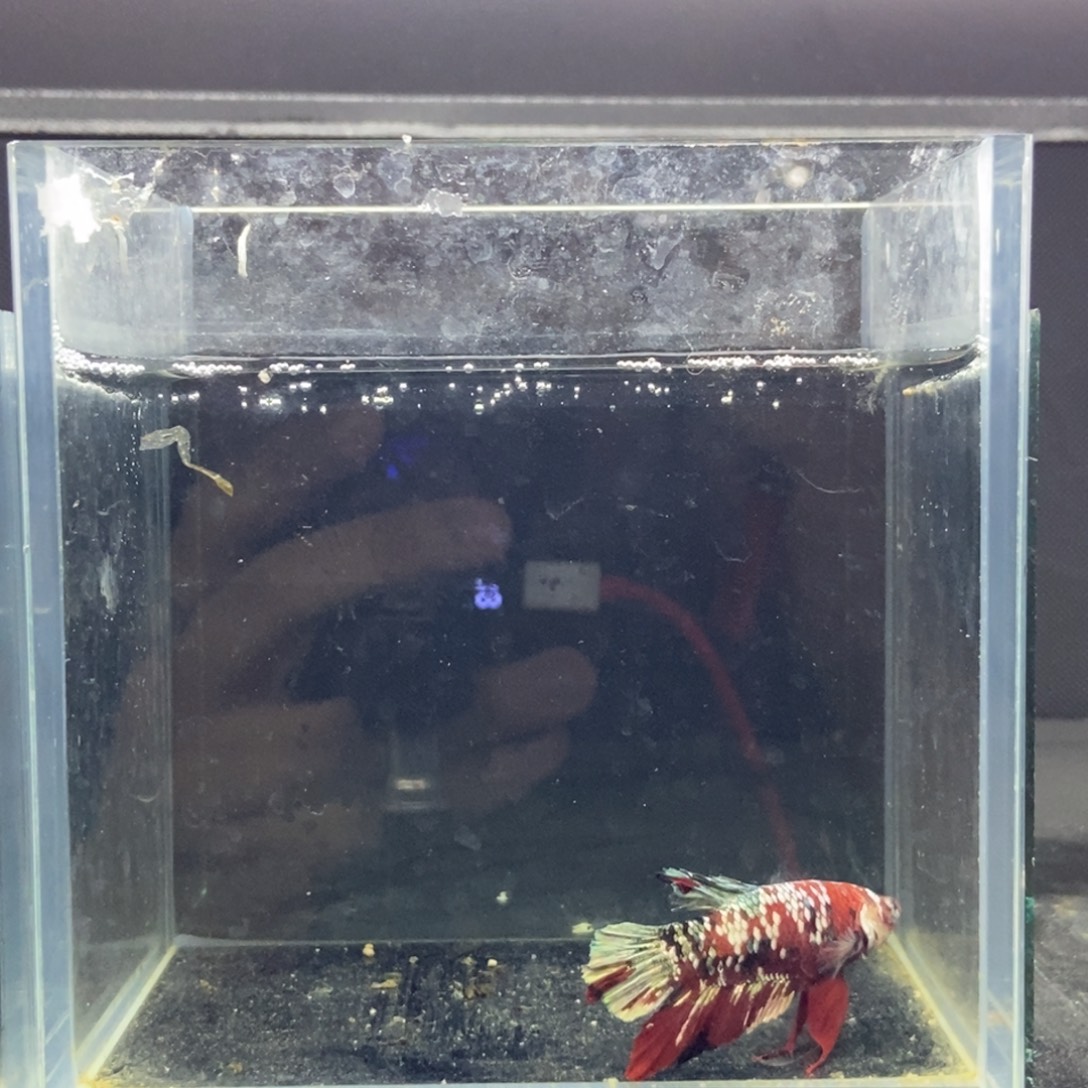 斗鱼包活不包损所见即所得088