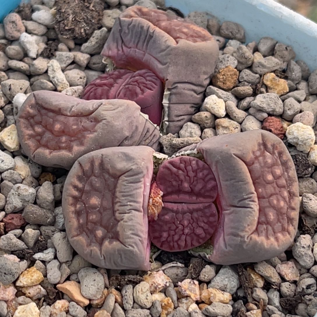6238双头紫菊一颗