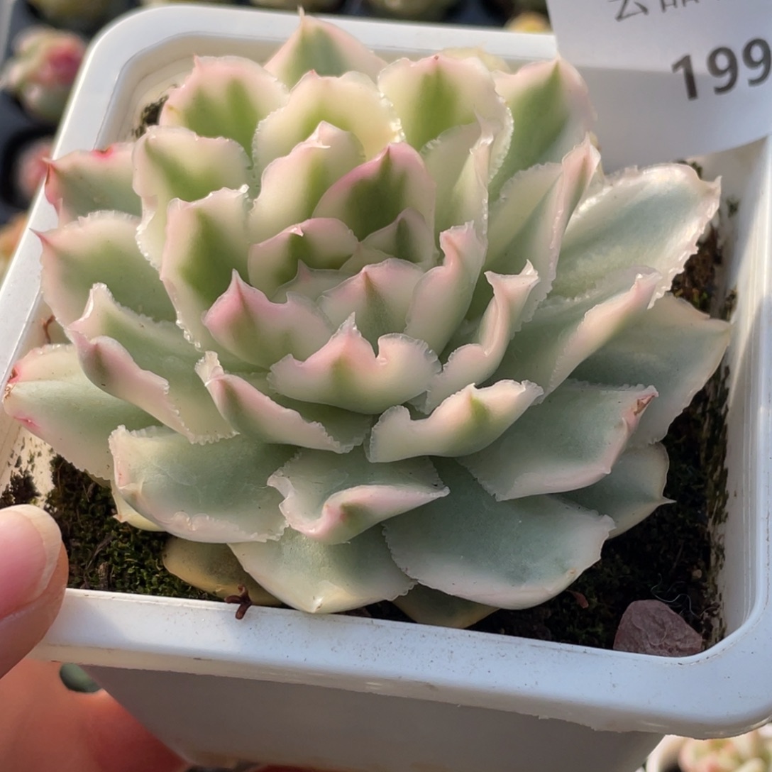 可***熊199号糖心冰心珍妮 紫蝴蝶