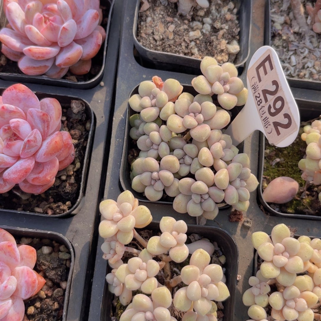 E292丸叶姬秋了一物一拍