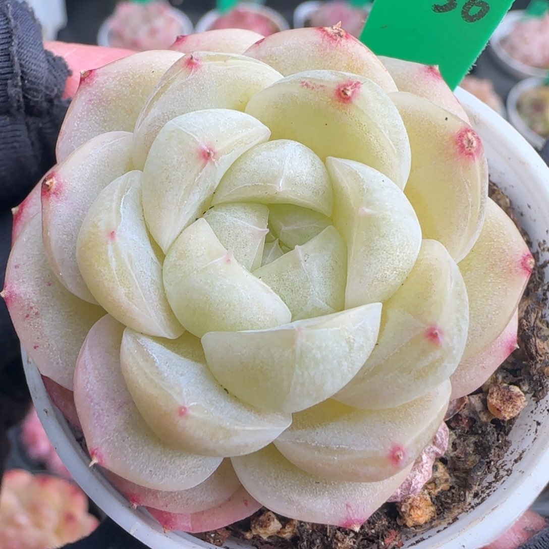 多肉130  糖心  5厘米盆  h