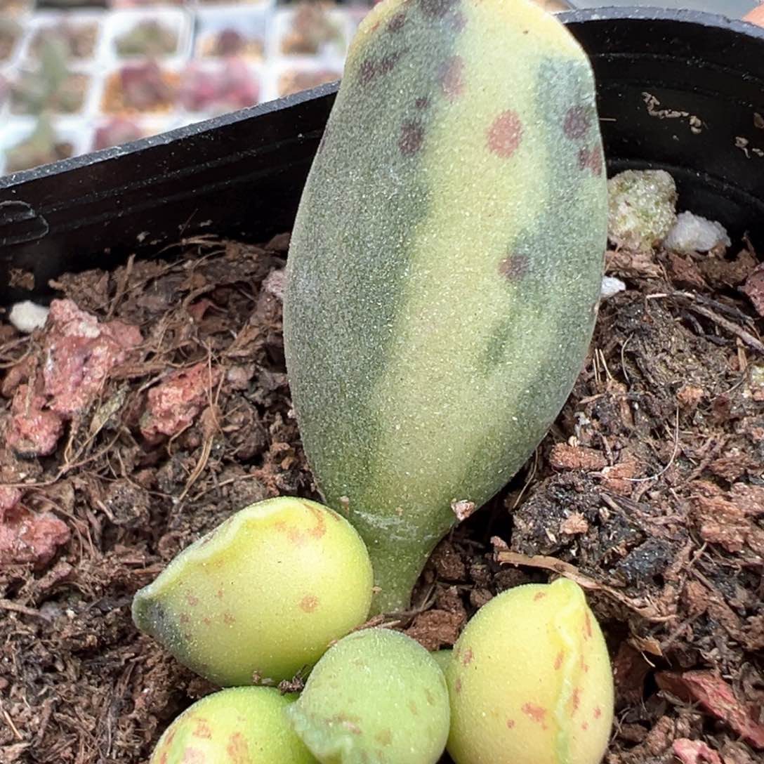 海豹锦多肉植物水泡