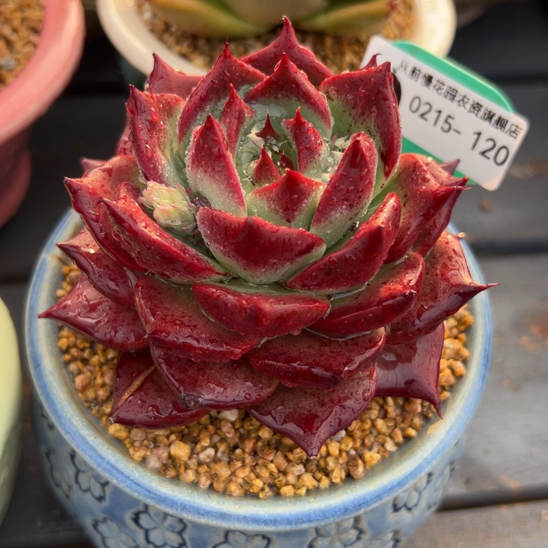 多肉一物一拍0215-120