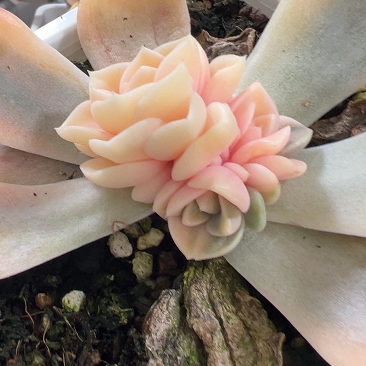 汉堡锦多肉植物1110