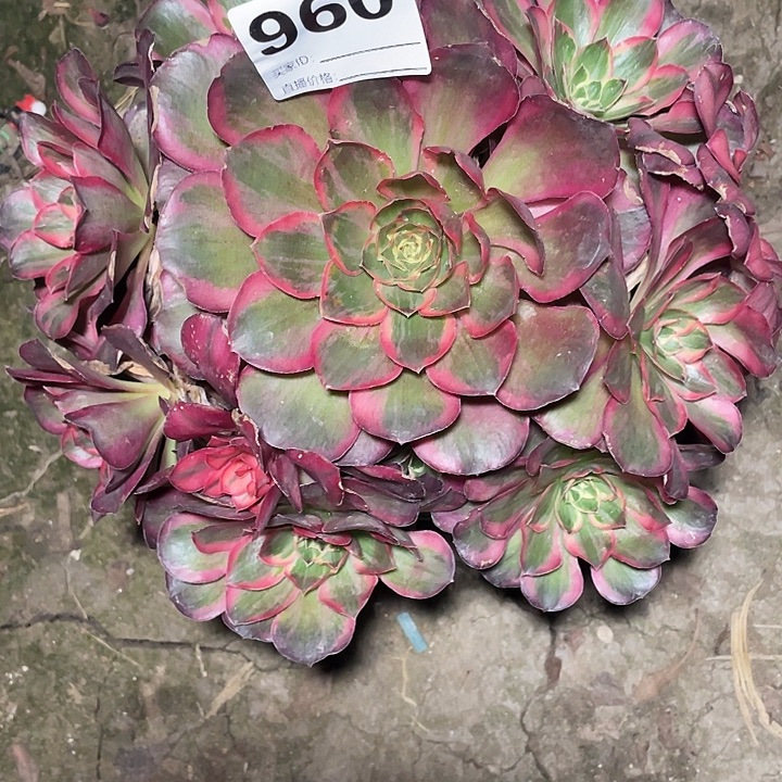 牛***）960纳福法师3-2花花