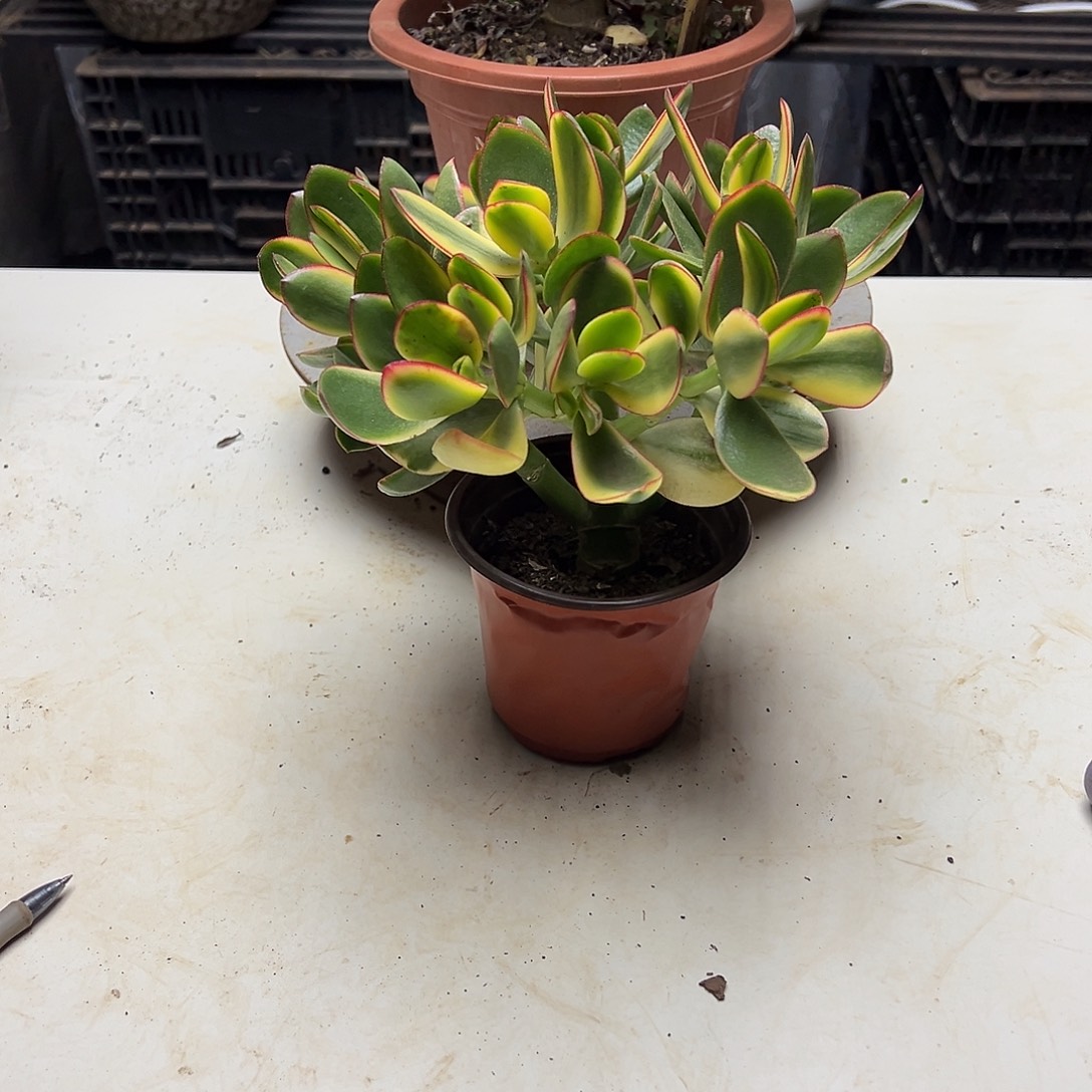 3年新花月锦带盆土发货