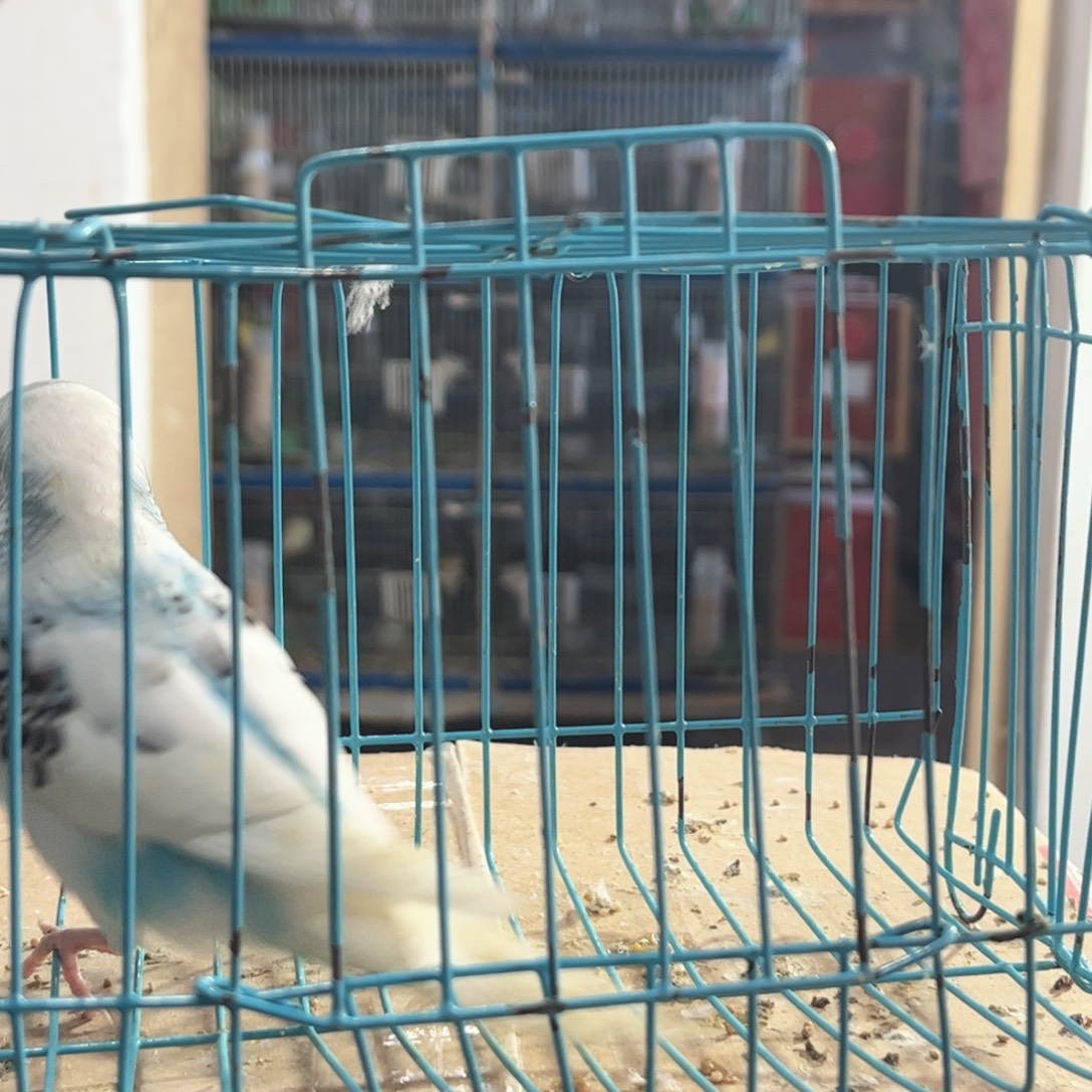 虎皮鹦鹉我的小姐姐