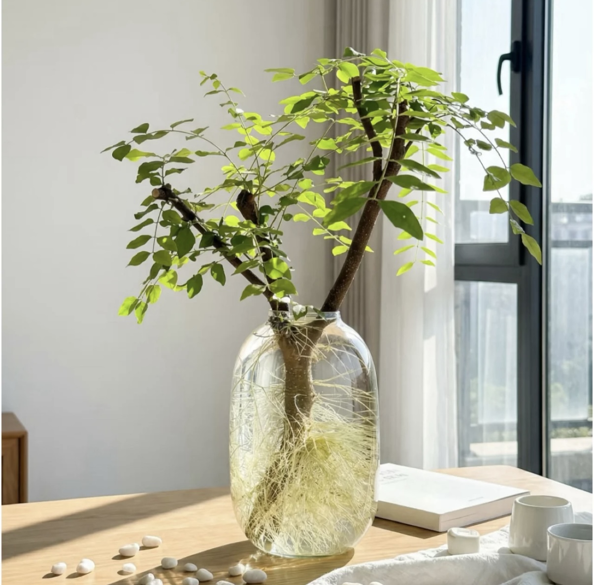 水培植物小叶女贞 长根 长叶 易养活