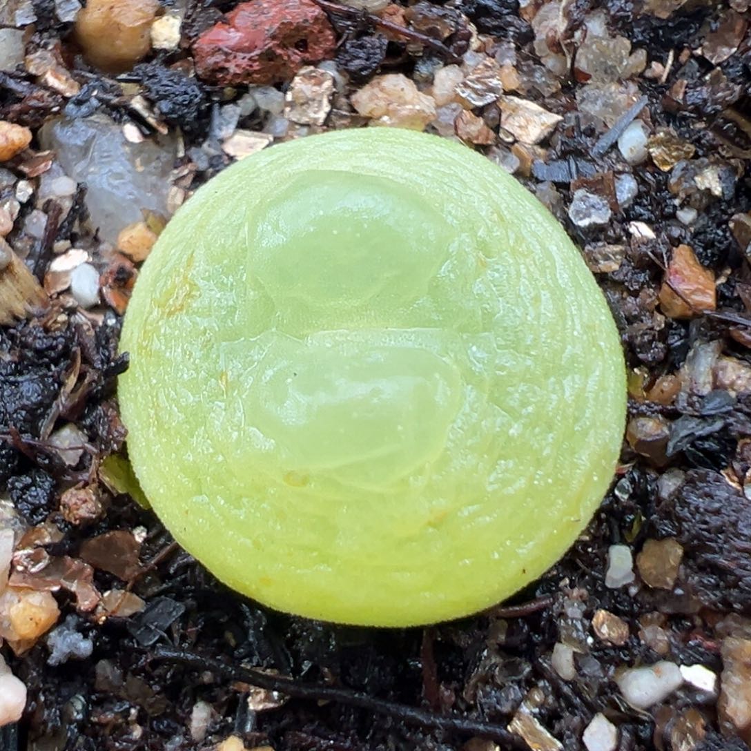 1.23好看的多肉421