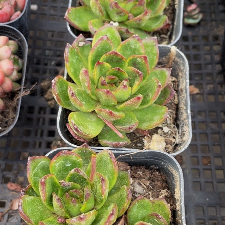 保利安娜1.8带哦土发