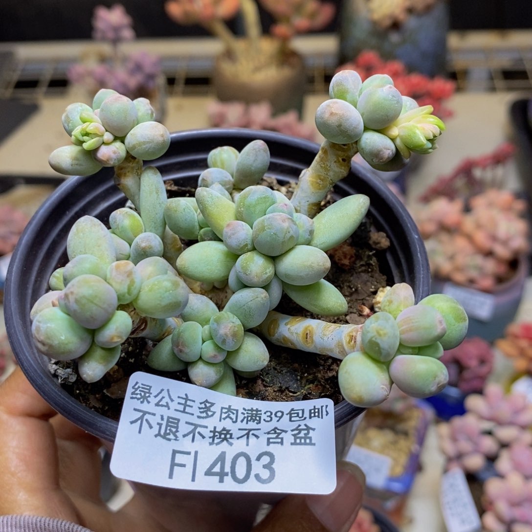 403苹果奶多肉6c m