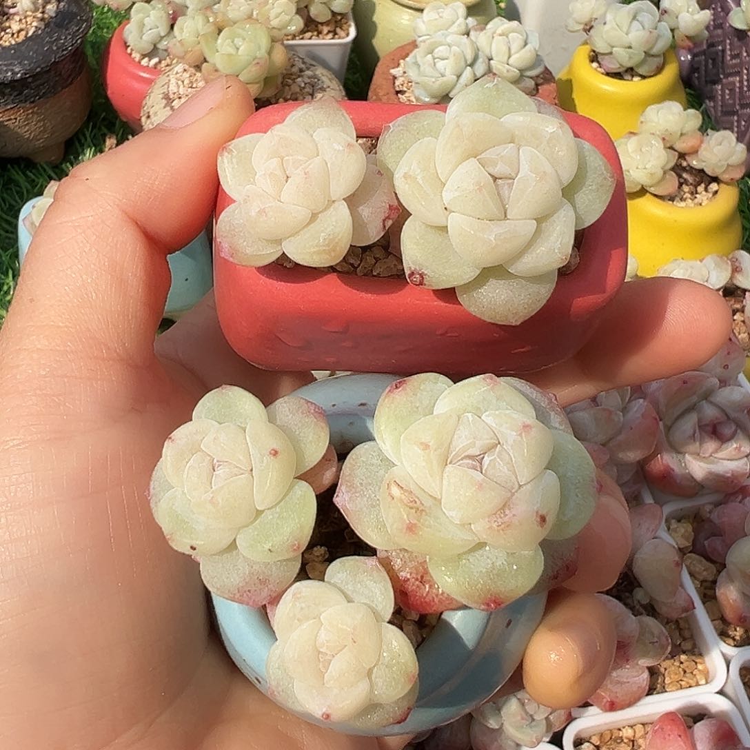 带盆cvhhhhgvhhhhnnjj