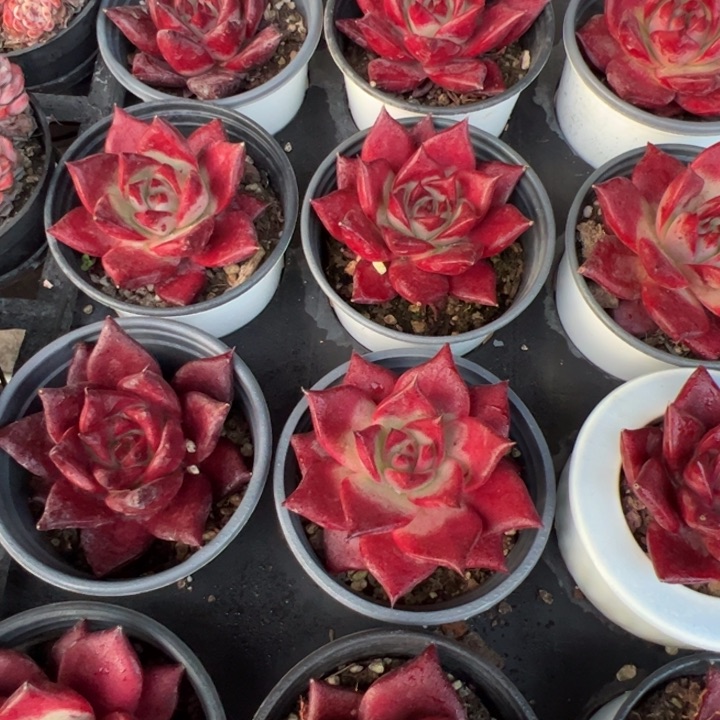 新疆包邮 罗宾单头