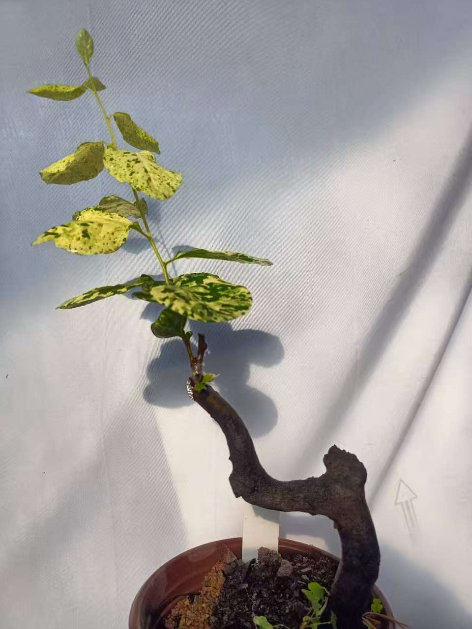 老鸦柿品种苗嫁接桩造型盆景观果盆栽（直播用链接私拍不发货）