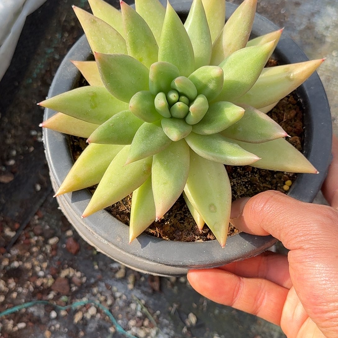 左***死食人花多肉植物寄养