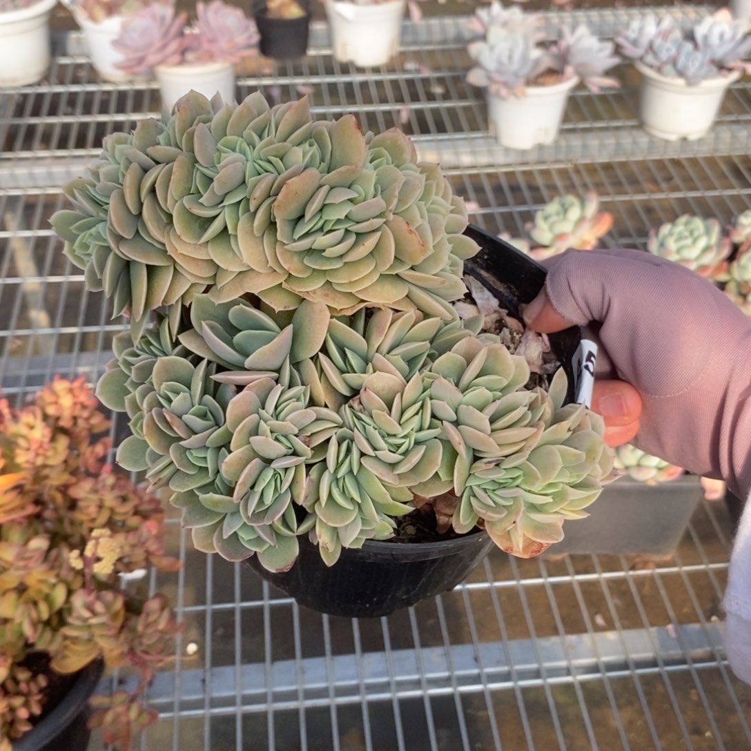 542星纳塔缀化一物一拍