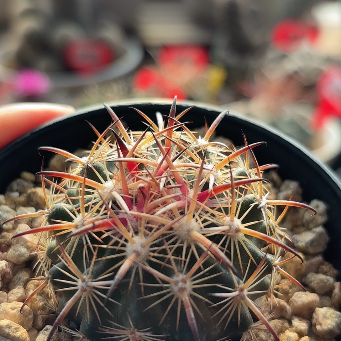 仙人球实生琥爪玉