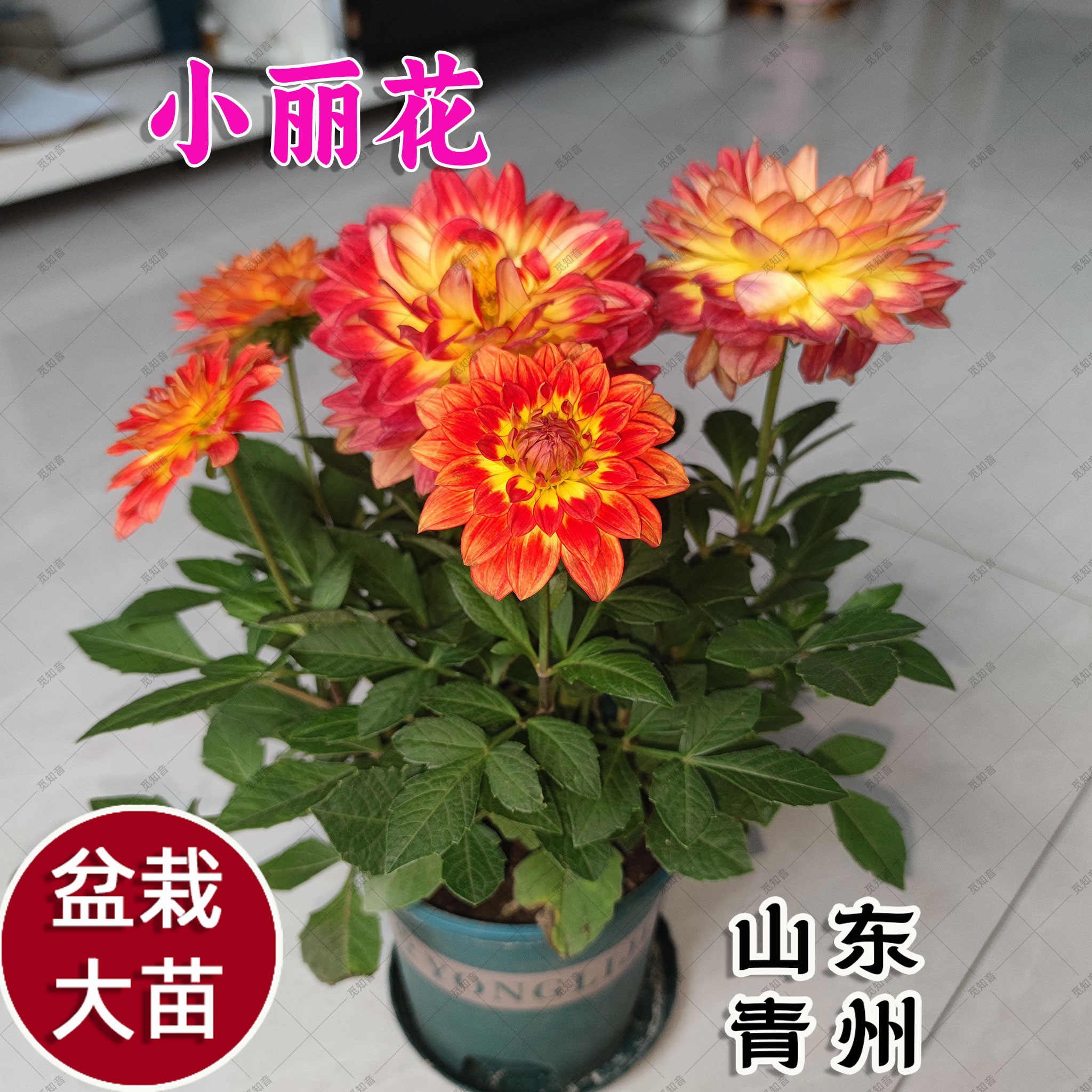重瓣小丽花盆栽带花苞发货的四季开花南北方可养多年生花卉