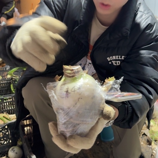 魅力四射籽播苗4号 带侧 开花可能变异无售后