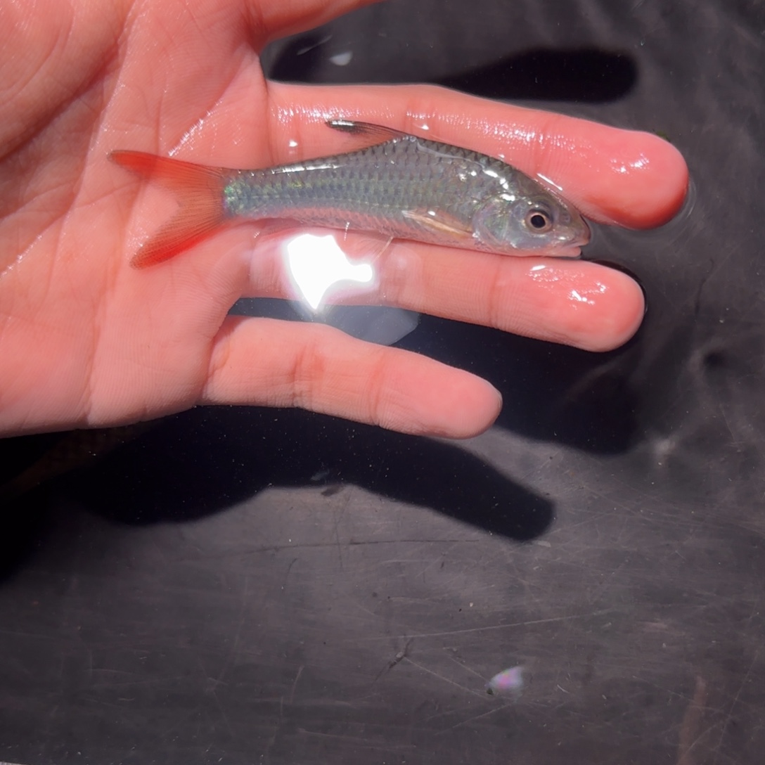 海水鱼蓝鳍彩虹非洲蓝彩