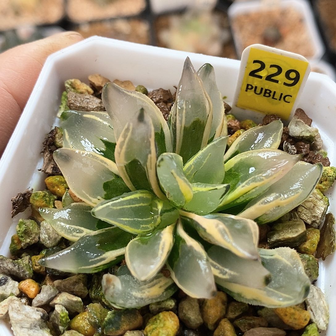 229号西瓜变异锦一物一拍