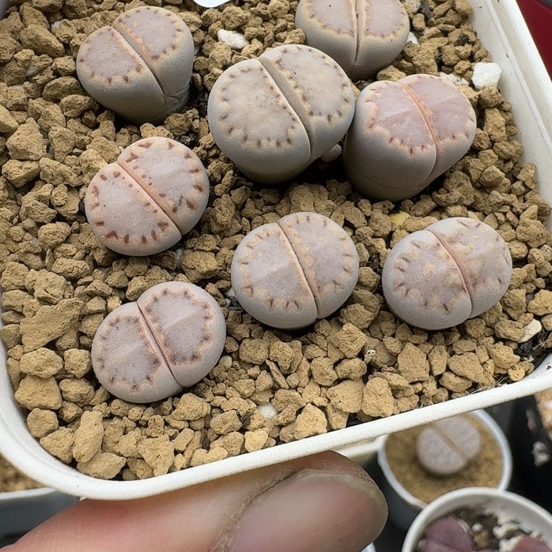 有***º30多肉哈哈哈哈哈哈