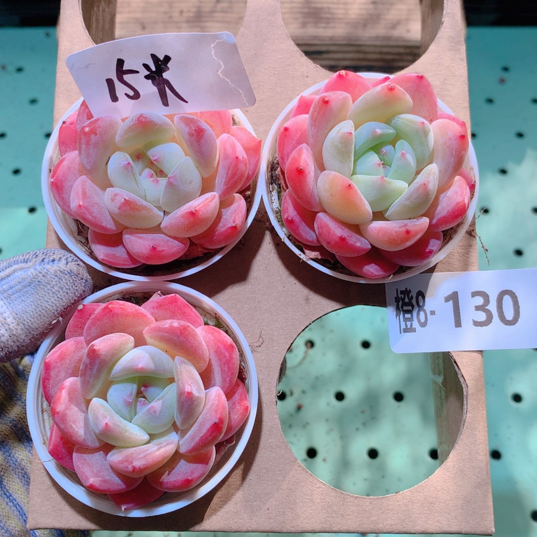 8-130一物一拍多肉带盆3颗