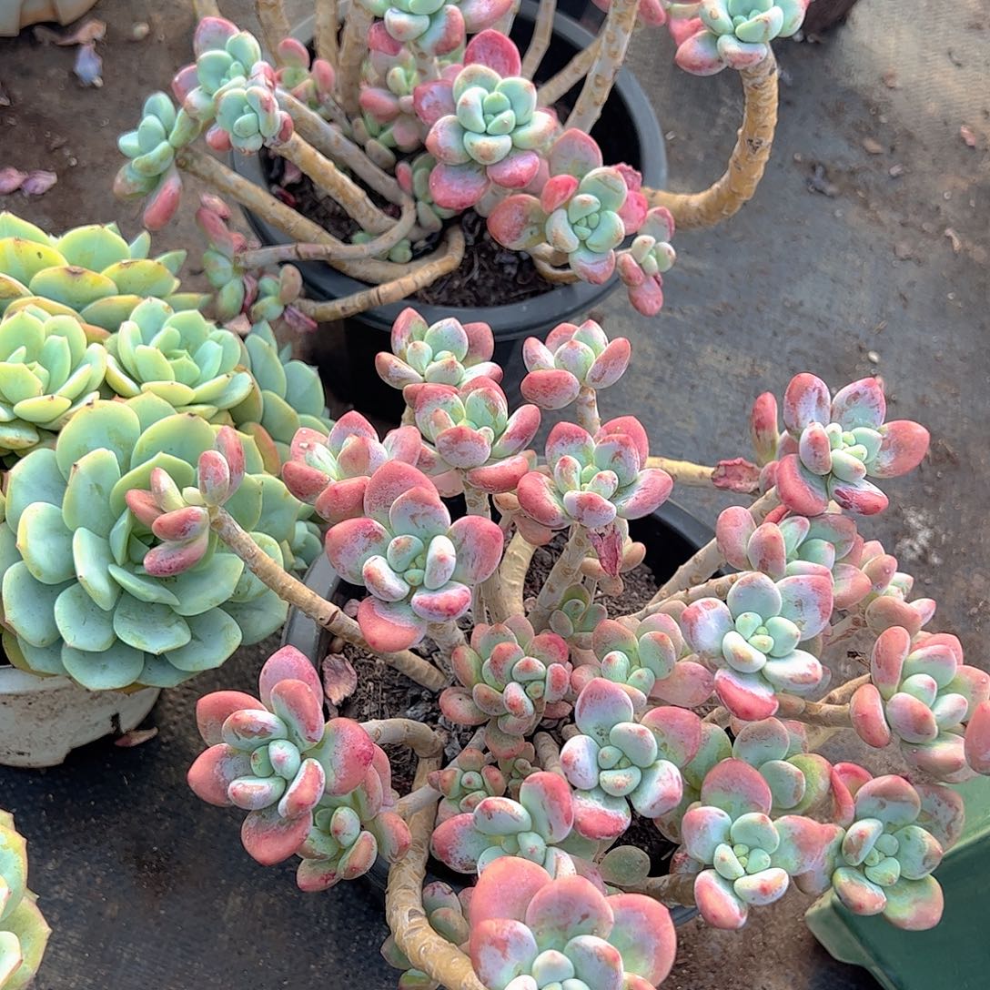 樱花红洛神整装精品特价