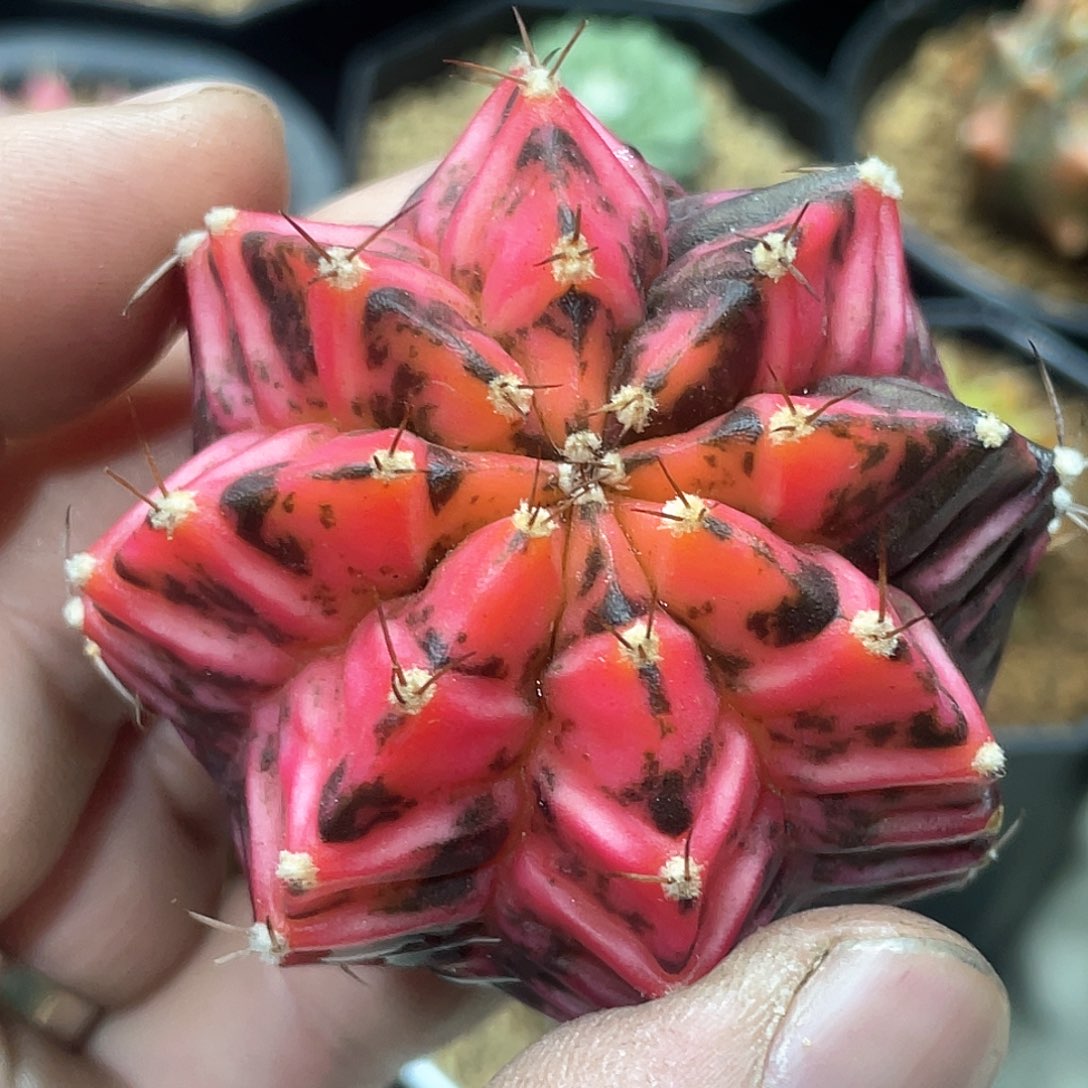 泰系实生根，规律棱背锦