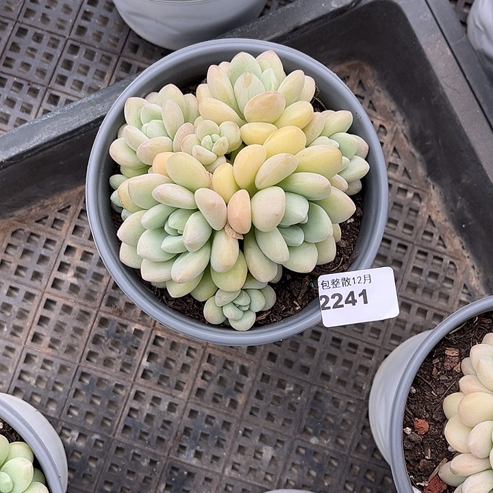 阿雅园艺。      2241泡泡糖