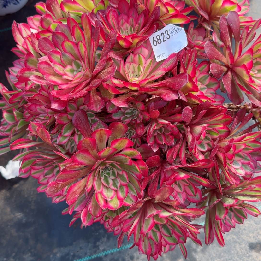 柒****由6823红铜多肉多肉无主头