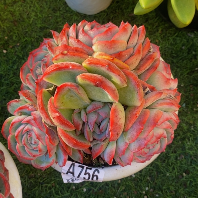 【闪购商品】✨****✨多肉植物