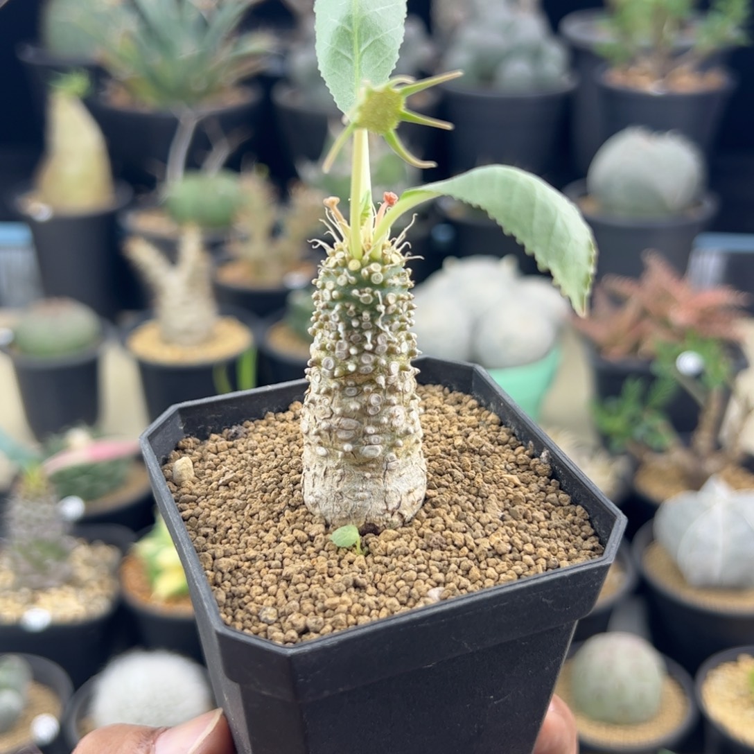 实生琉桑一物一拍