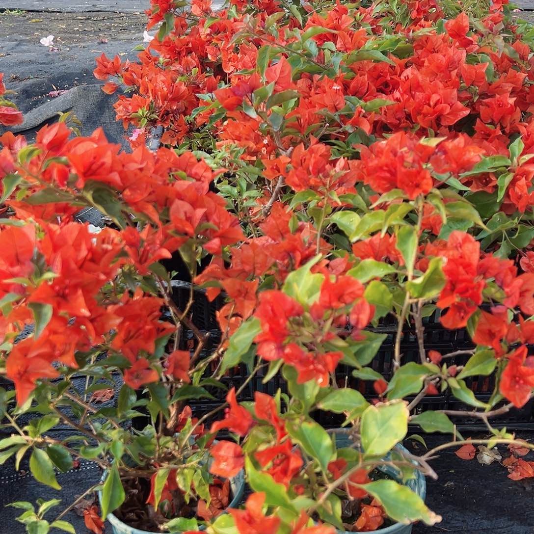 大部分花苞少量开放红桑巴掌中宝一棵