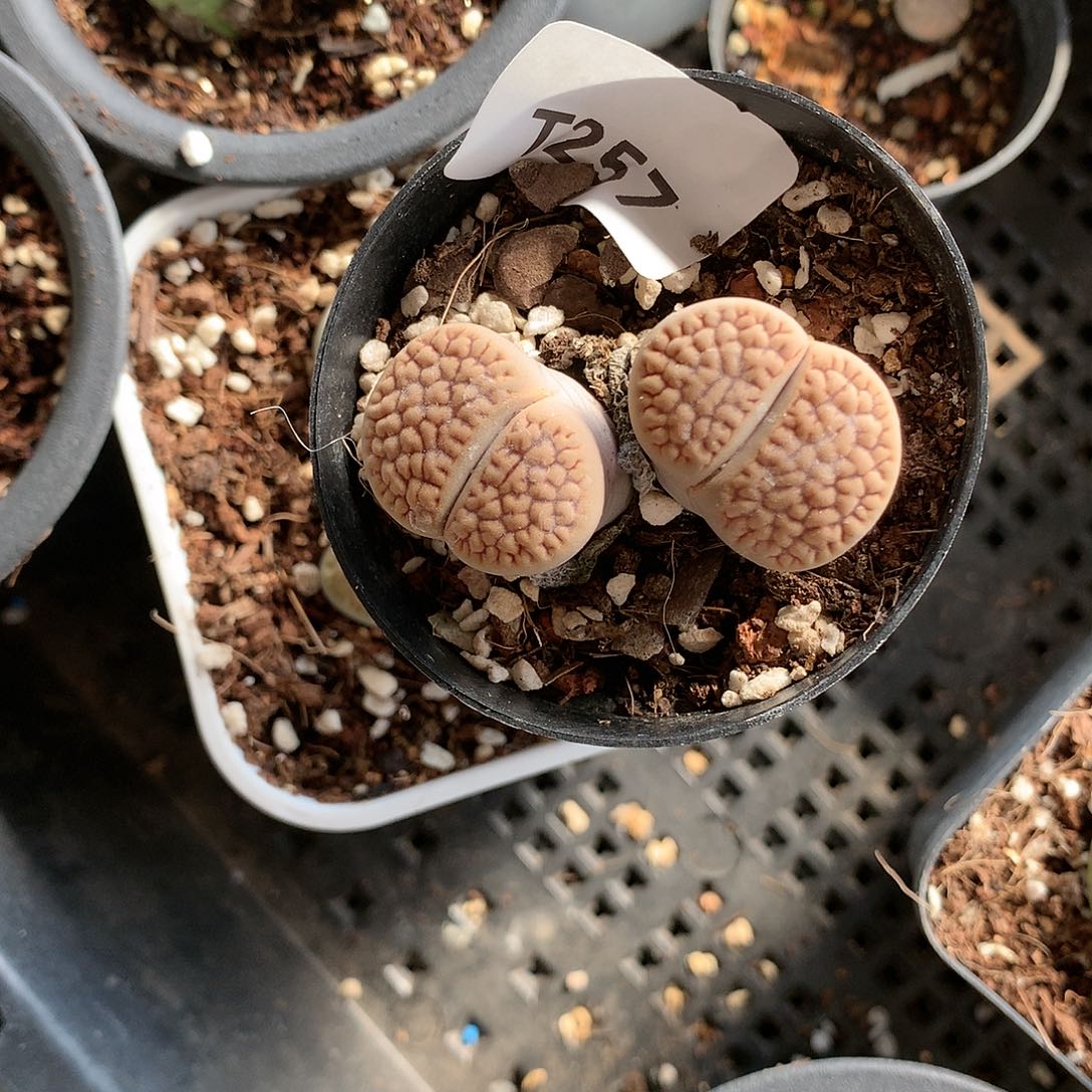 一*T257多肉植物保护研究所