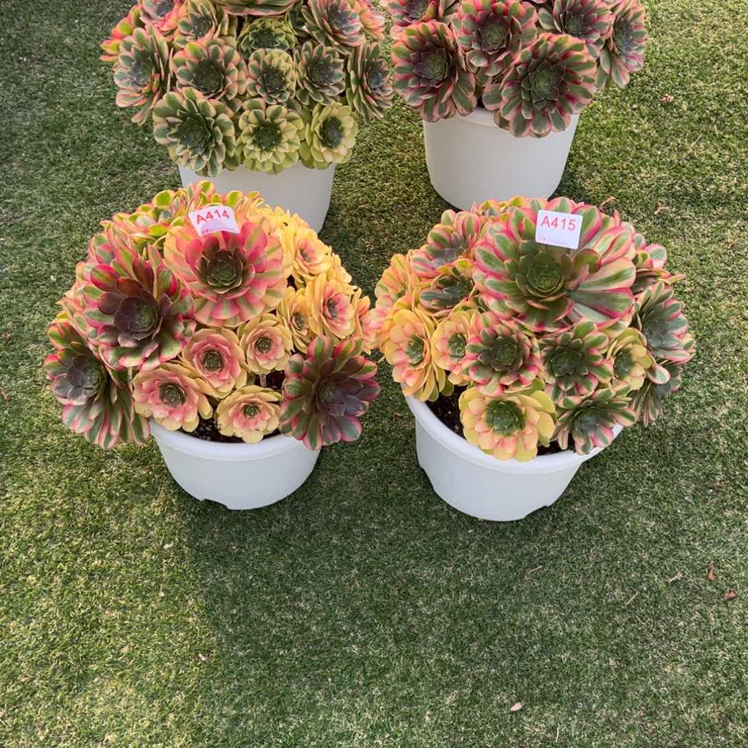 414，415，多肉植物法师