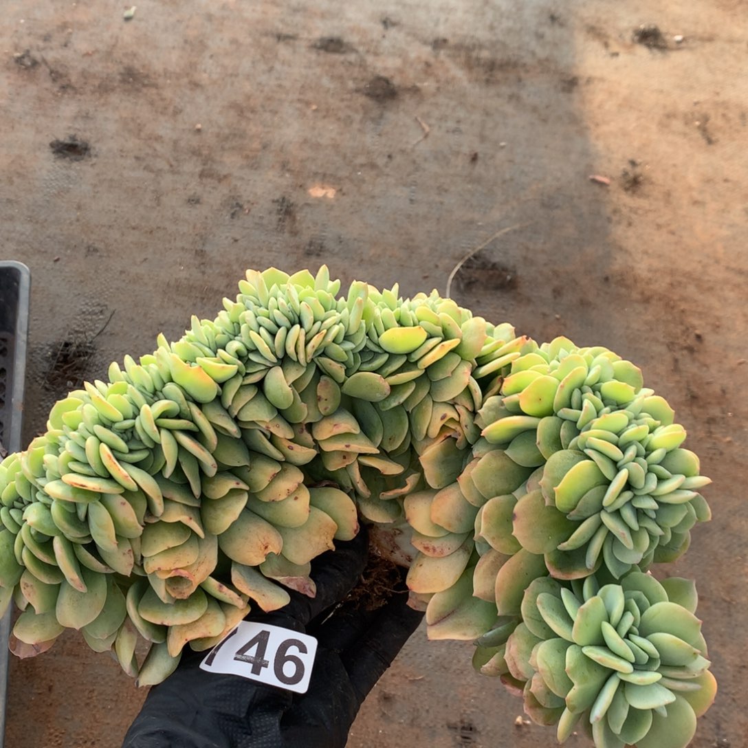 746号新疆西藏内蒙古不包邮