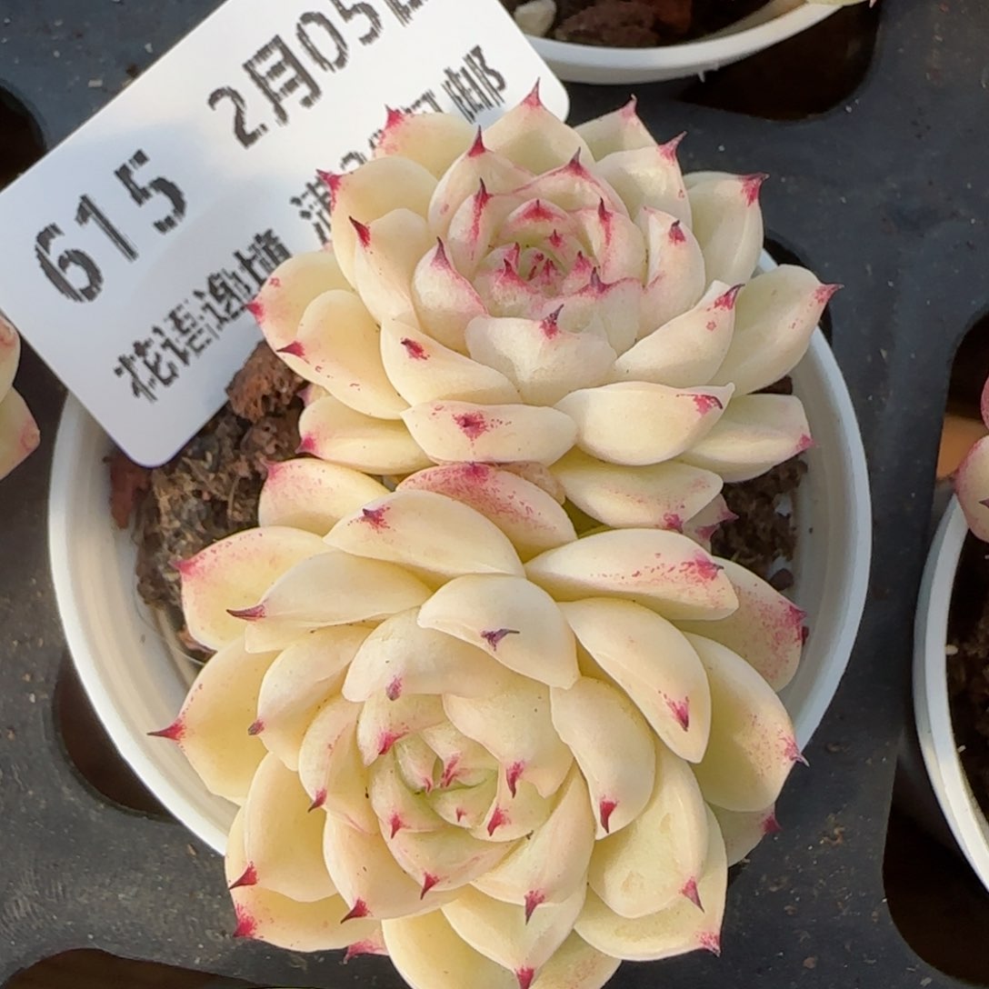 花语逸镜0205-615