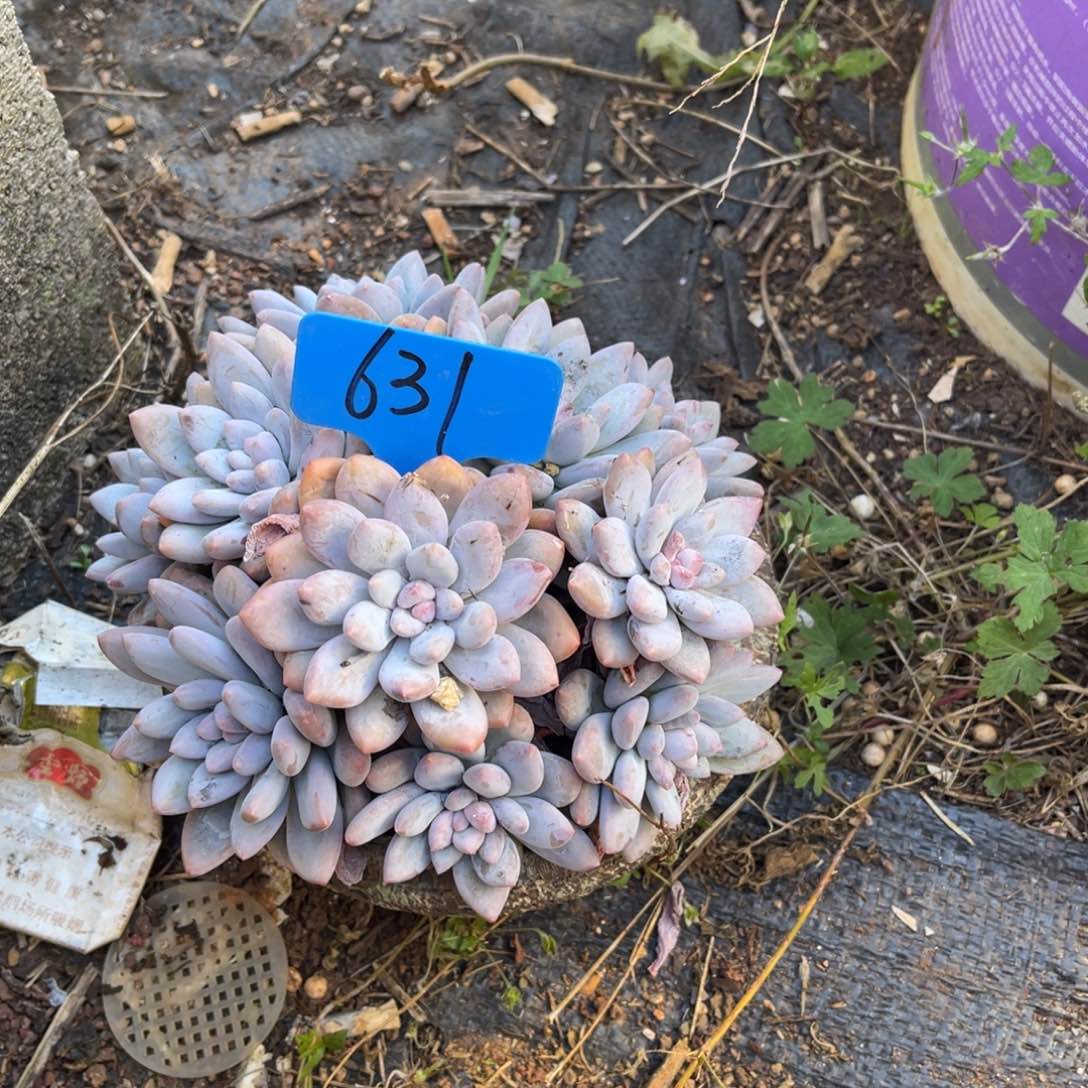 默631美人（寄养）