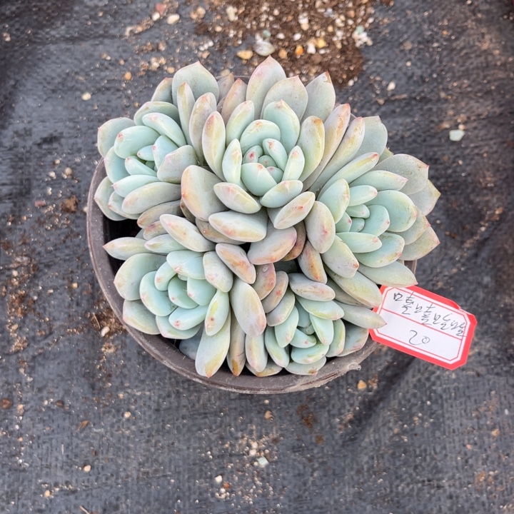 嘻****星影多肉12厘米盆5头