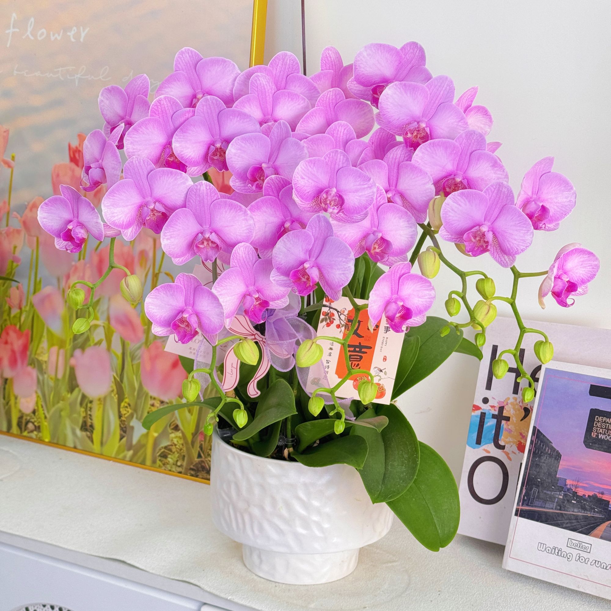 妗画【月亮公主】大花紫色蝴蝶兰 好养带花带花苞基地直发