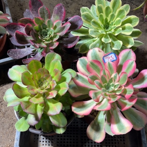 755多肉植物组合