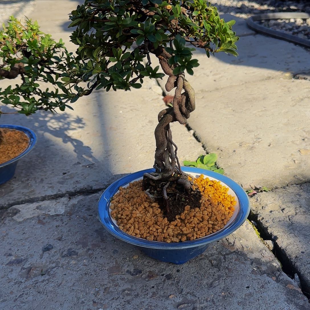 无花朵杜鹃辛之雅